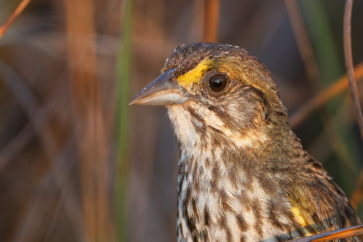 Seaside Sparrow (Cape Sable) - Neo Morpheus