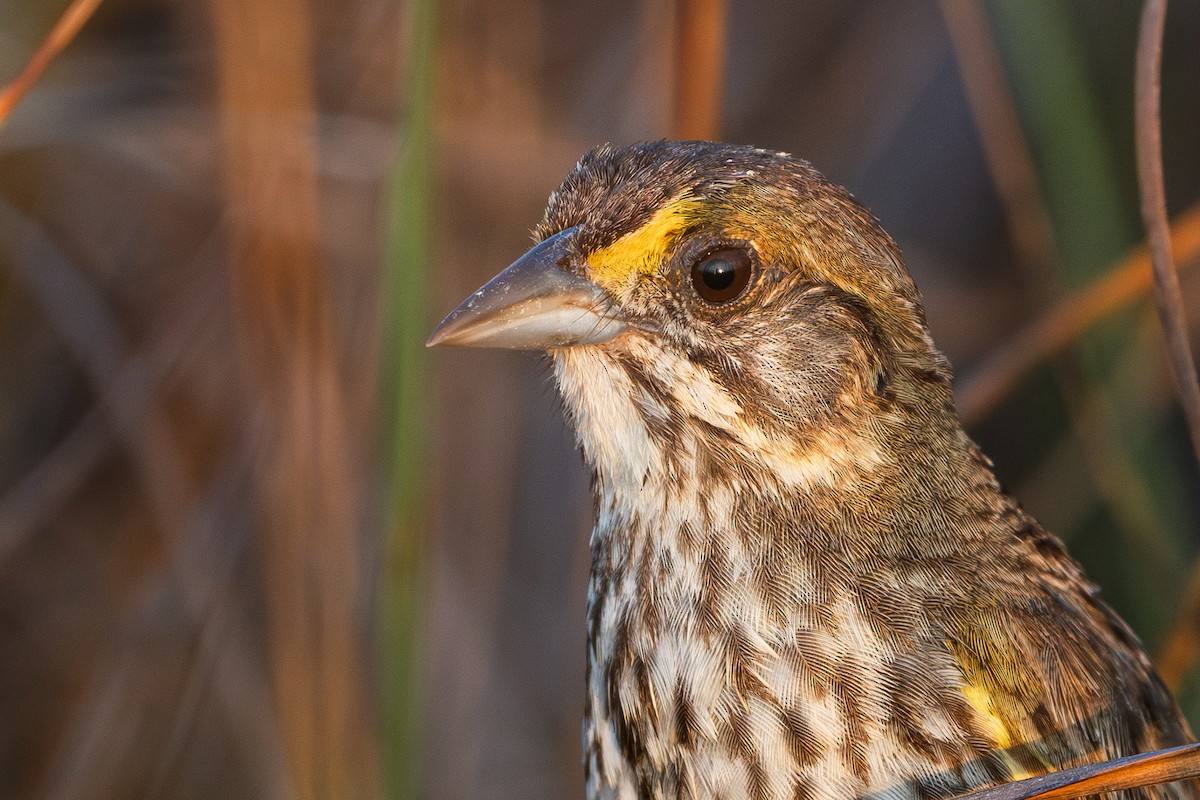 Seaside Sparrow (Cape Sable) - ML618944746