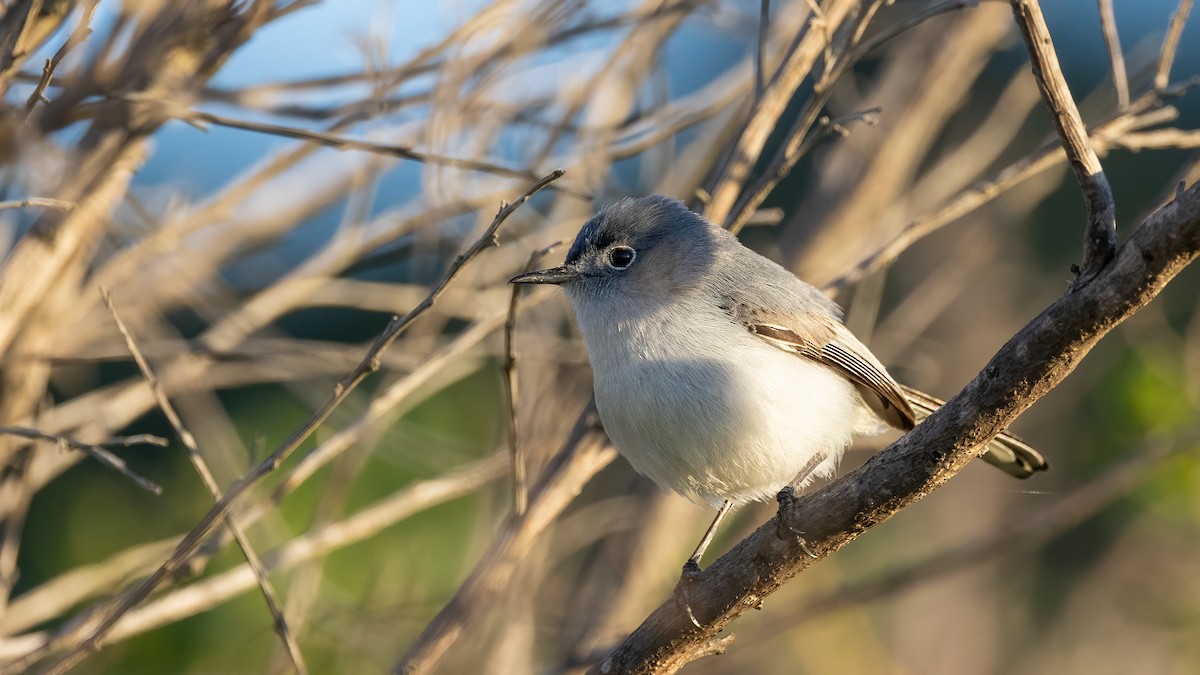 Blue-gray Gnatcatcher - Gaurav Manglik