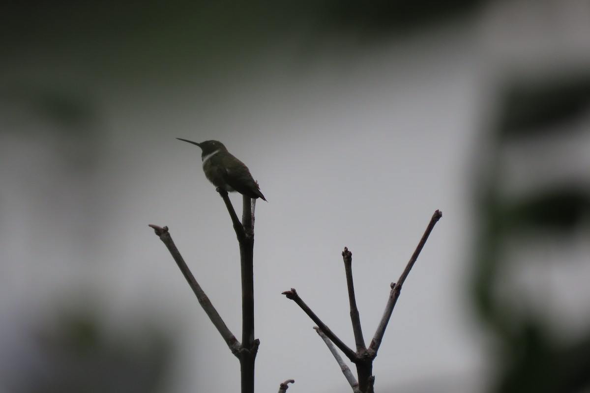 Black-chinned Hummingbird - ML618944771