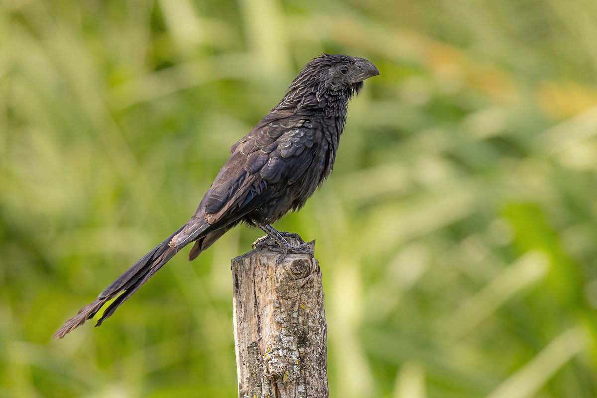 Groove-billed Ani - Scott Coupland