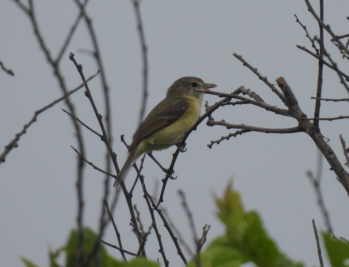 Bell's Vireo - ML618944821