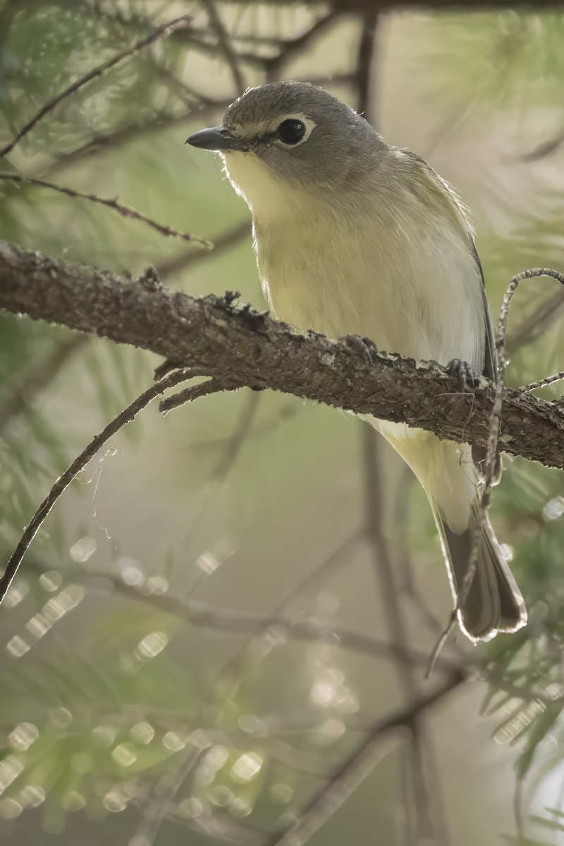 Cassin's Vireo - John Gordon