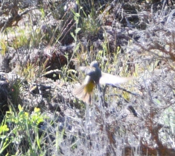 Nashville Warbler - Peter Olsoy