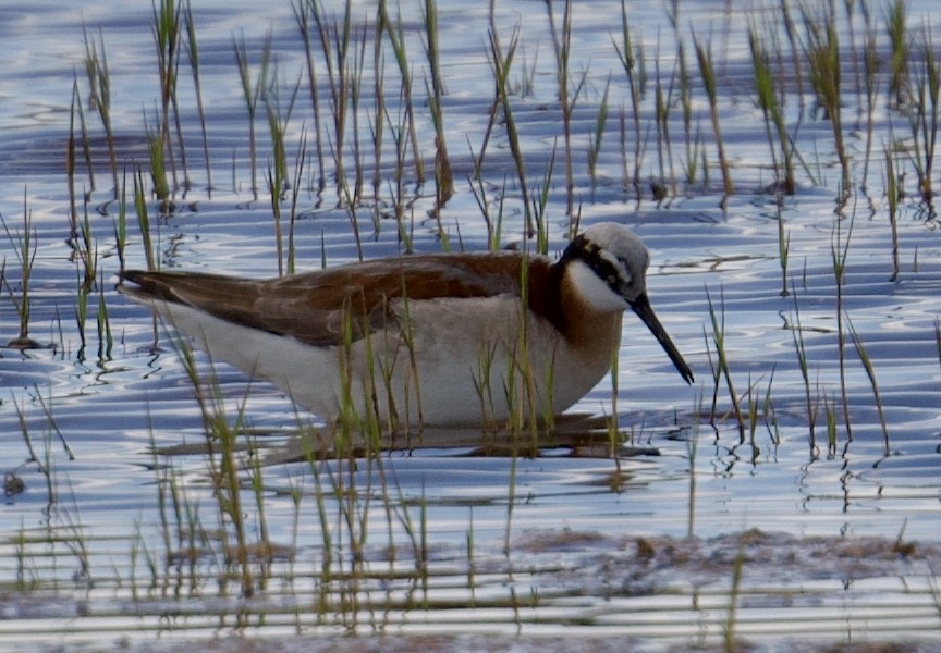 Wilson's Phalarope - Tim Johnson