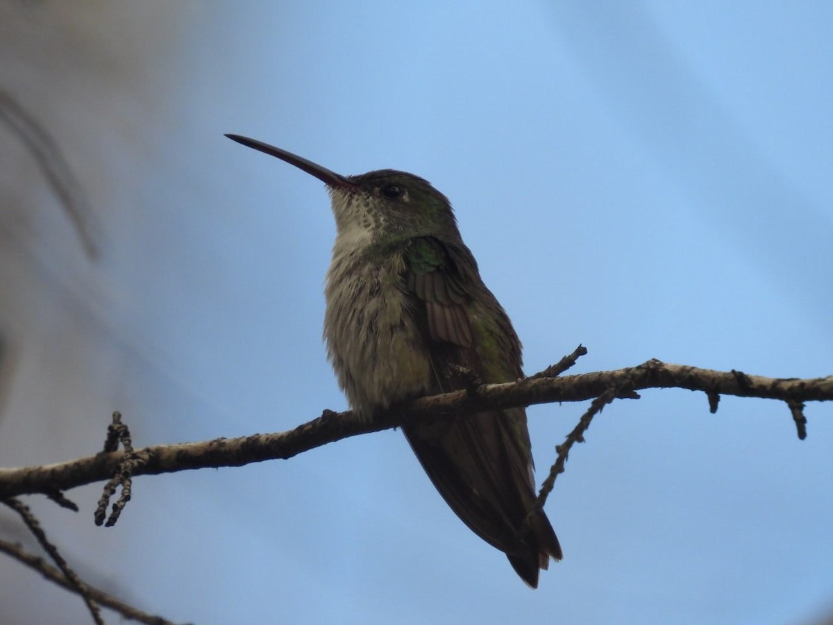 Spot-throated Hummingbird - Pichuchero X