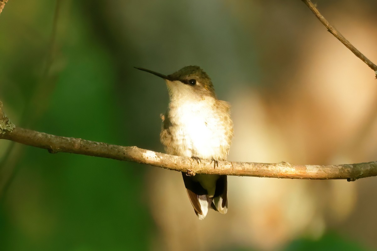 Ruby-throated Hummingbird - Charlie Arp