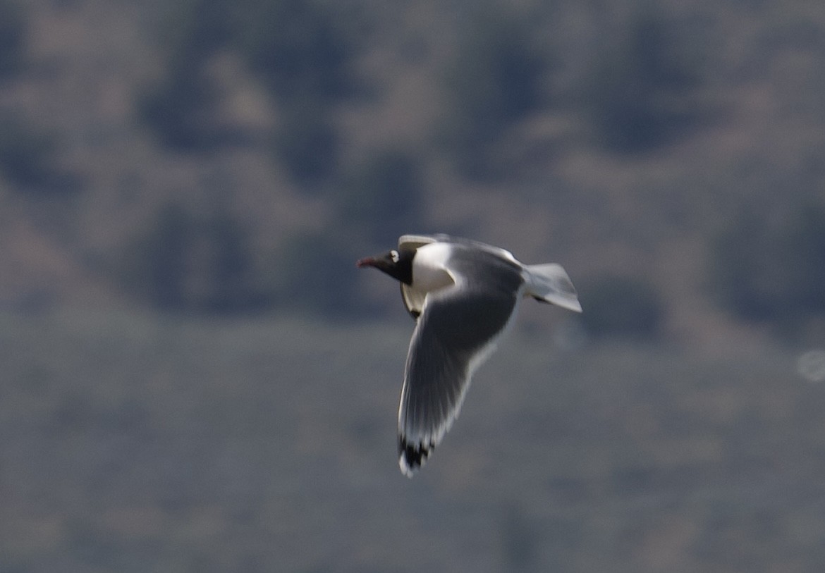 Franklin's Gull - Tim Johnson