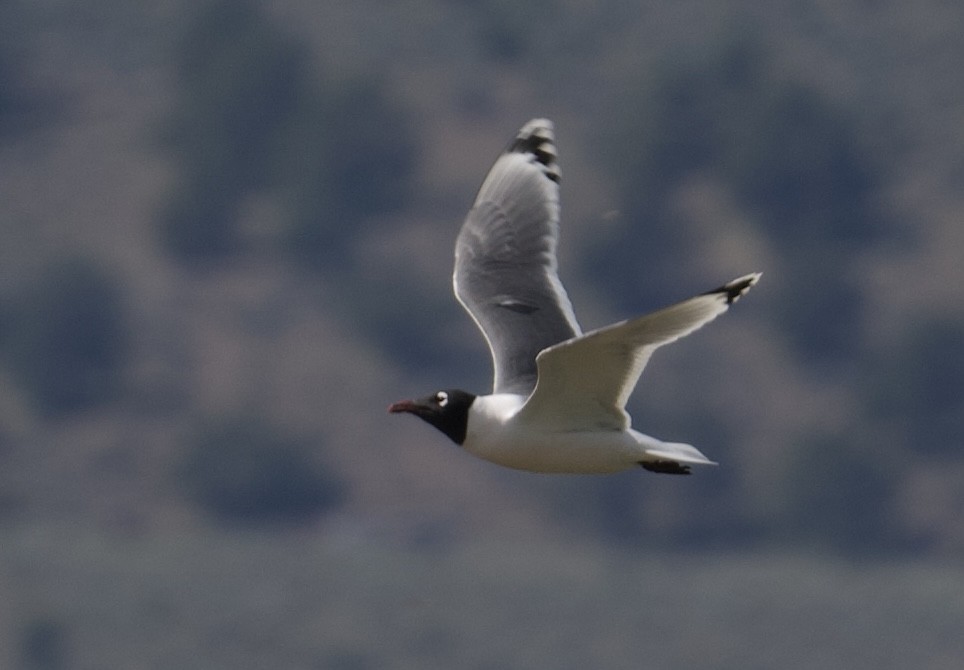 Franklin's Gull - Tim Johnson