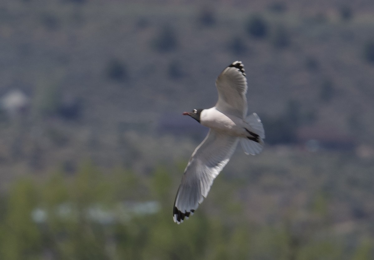 Franklin's Gull - Tim Johnson