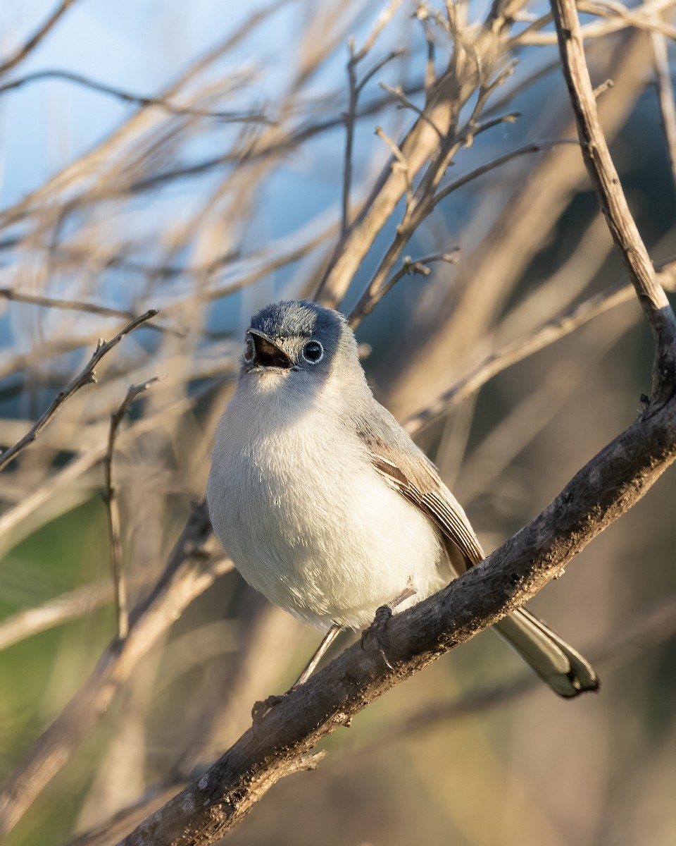 Blue-gray Gnatcatcher - Gaurav Manglik