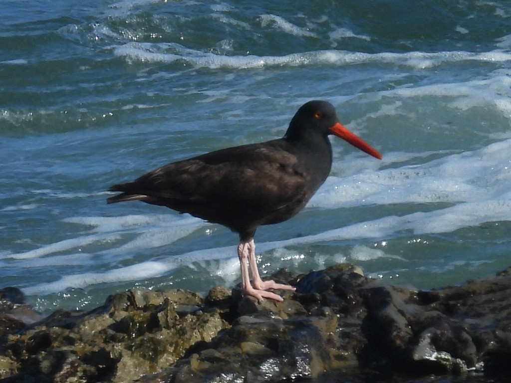 Black Oystercatcher - ML618944881