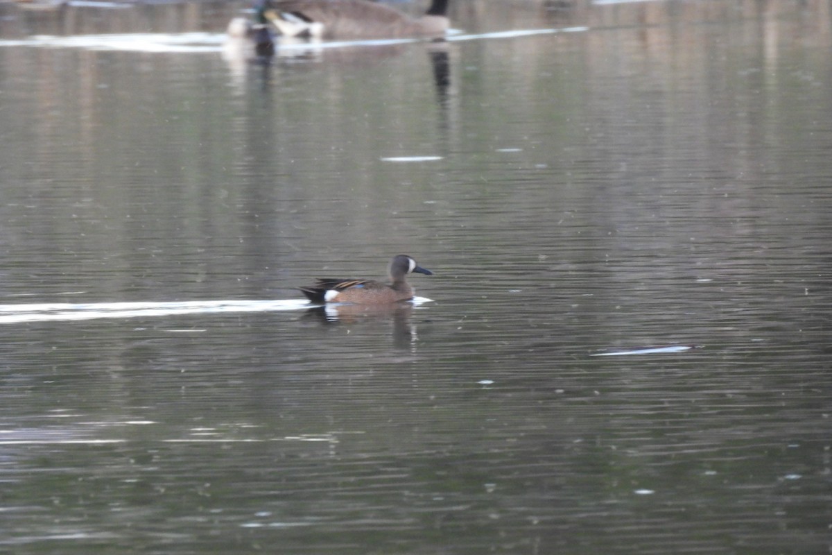 Blue-winged Teal - Bret Elgersma