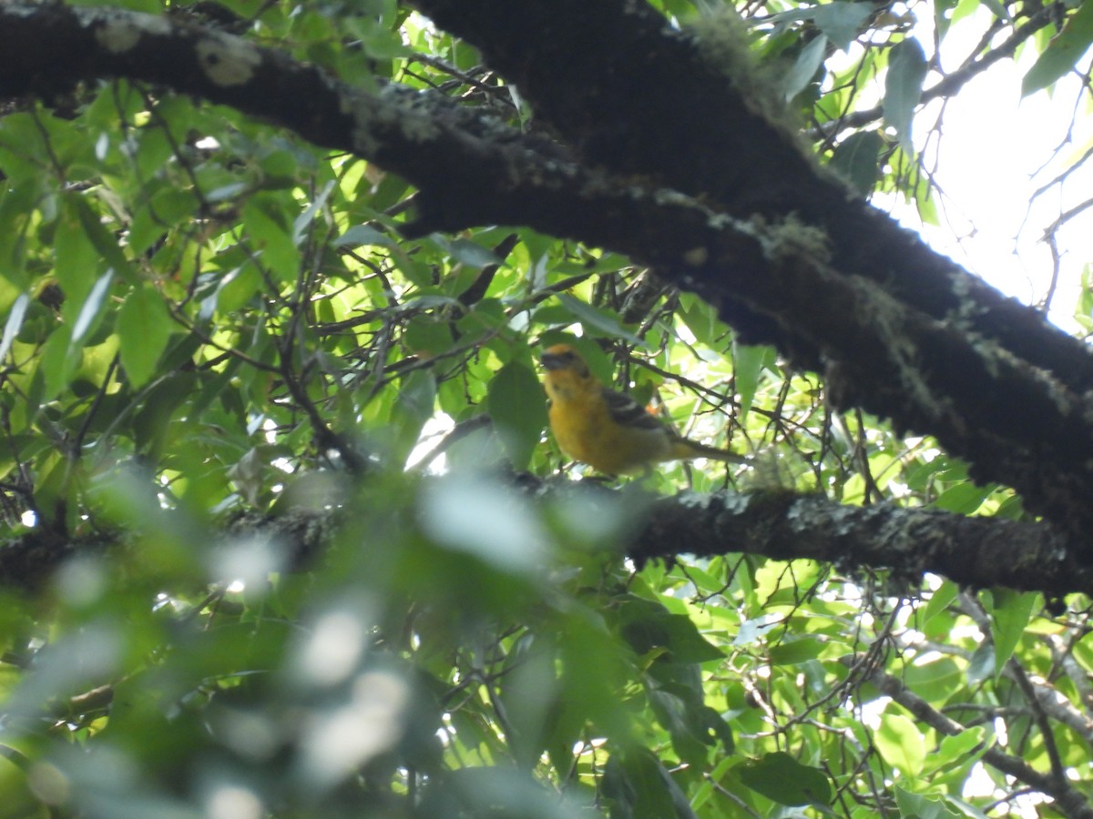 Flame-colored Tanager - ML618944909