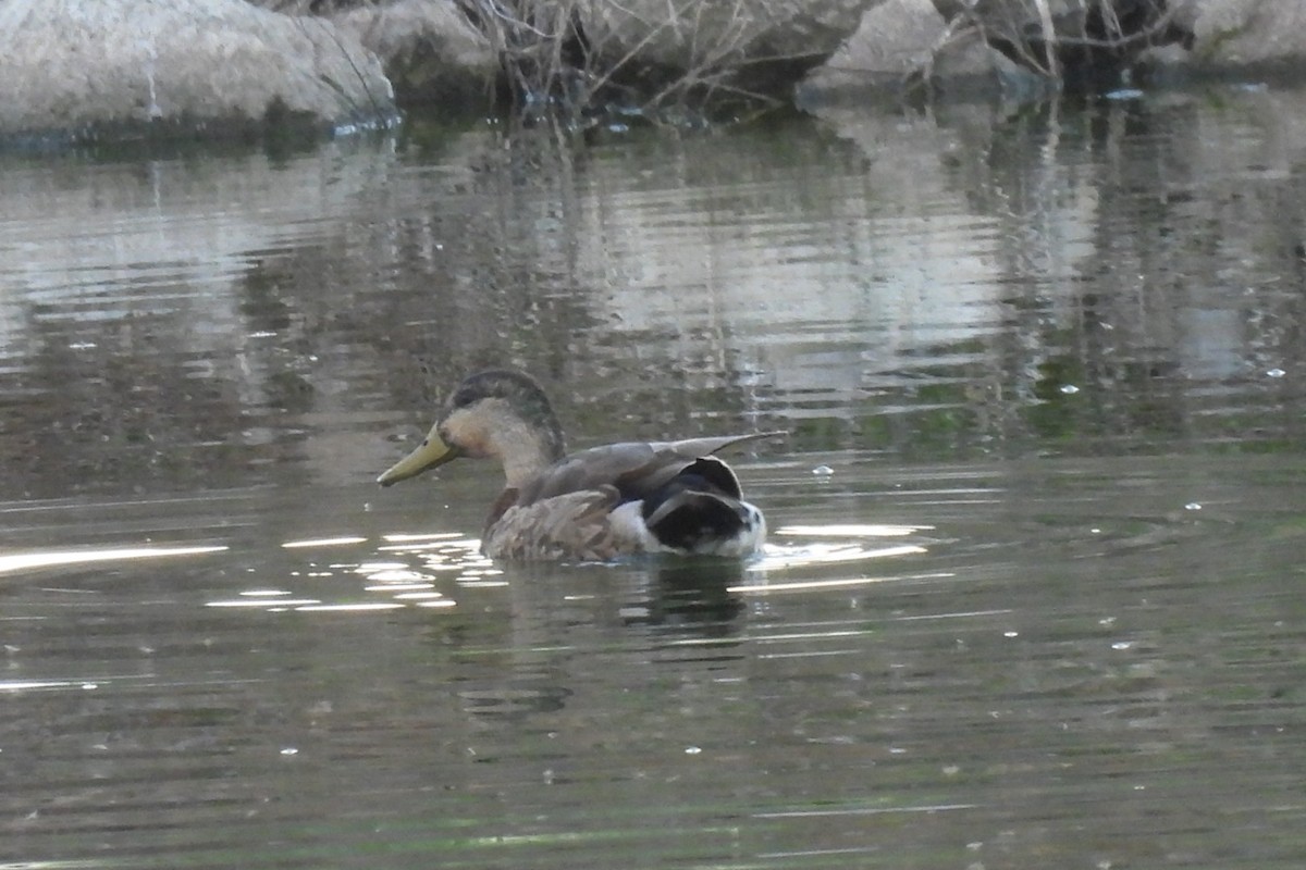 Mallard x Mexican Duck (hybrid) - Bret Elgersma