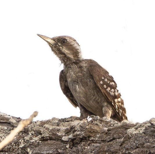 Brown-backed Woodpecker - Marie Lister