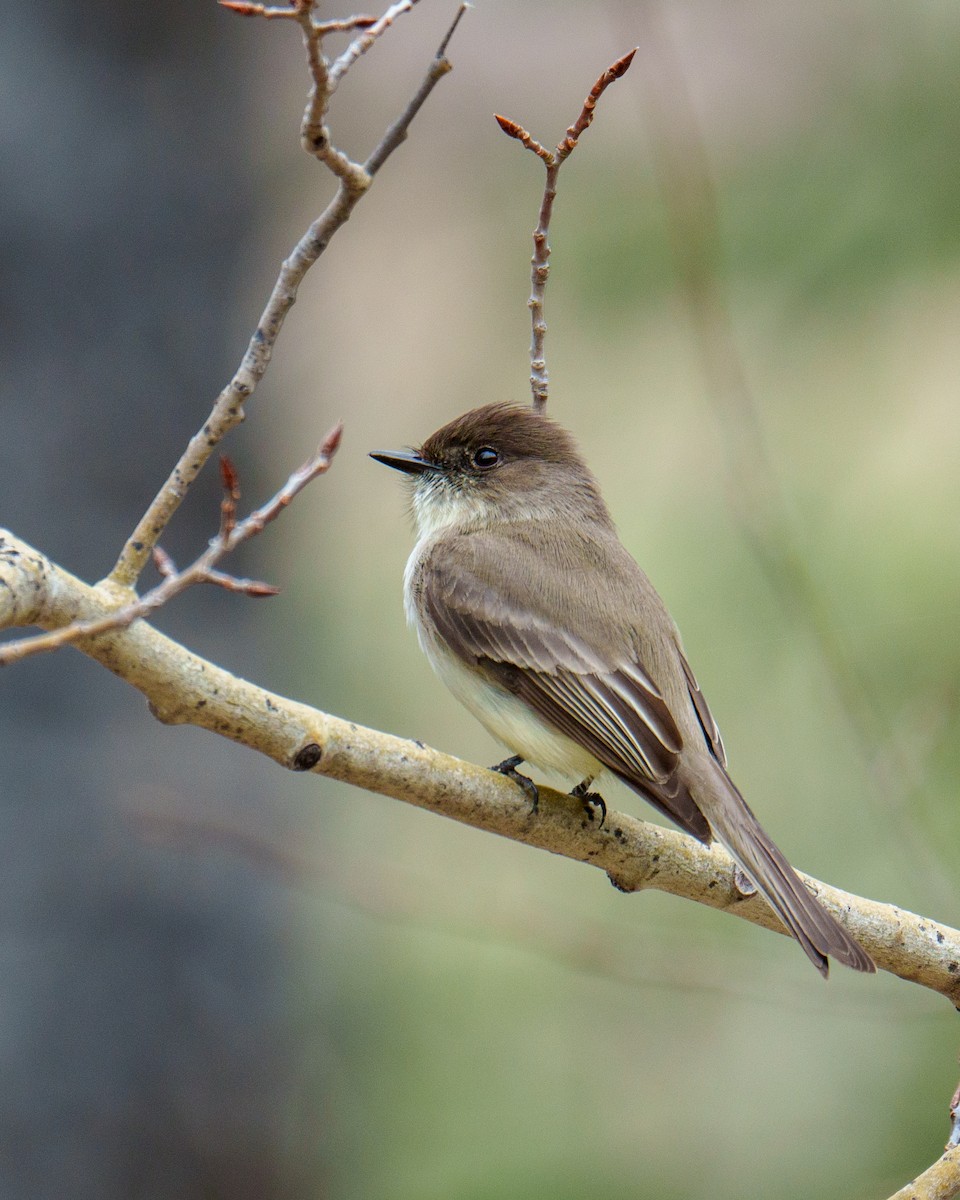 Eastern Phoebe - Neill McDonald