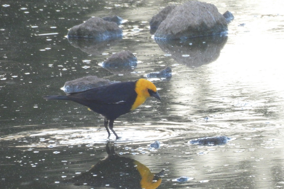 Yellow-headed Blackbird - Bret Elgersma