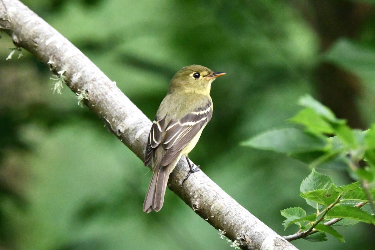 Yellow-bellied Flycatcher - Ed Thomas