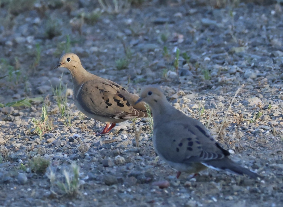 Mourning Dove - Tobias Felbeck