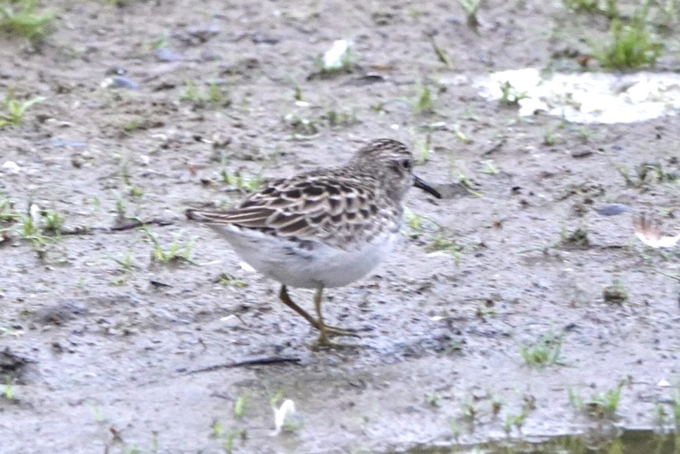 Least Sandpiper - Adrian Fenton