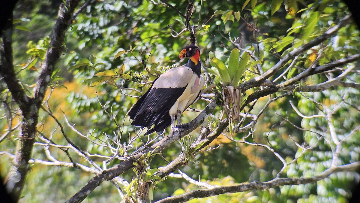 King Vulture - ML618944983