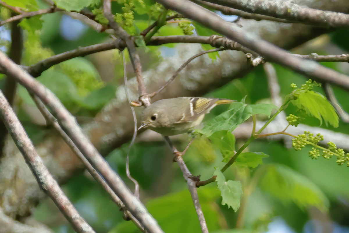 Ruby-crowned Kinglet - Charlie Arp