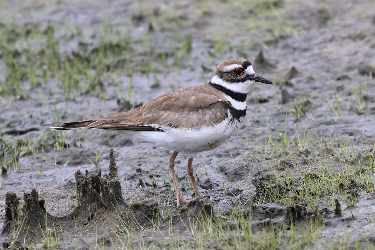 Killdeer - Michael Pazzani