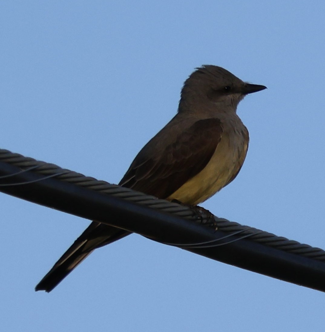 Western Kingbird - Tobias Felbeck