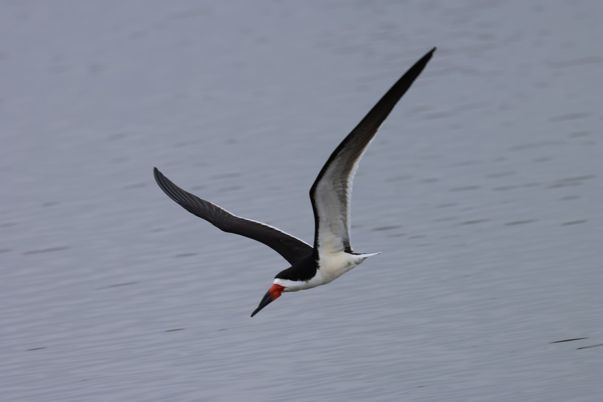 Black Skimmer - Michael Pazzani