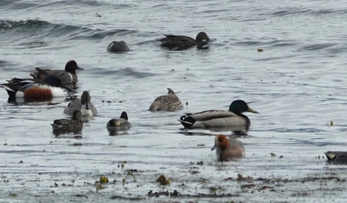 Eurasian Wigeon - Robin Collman