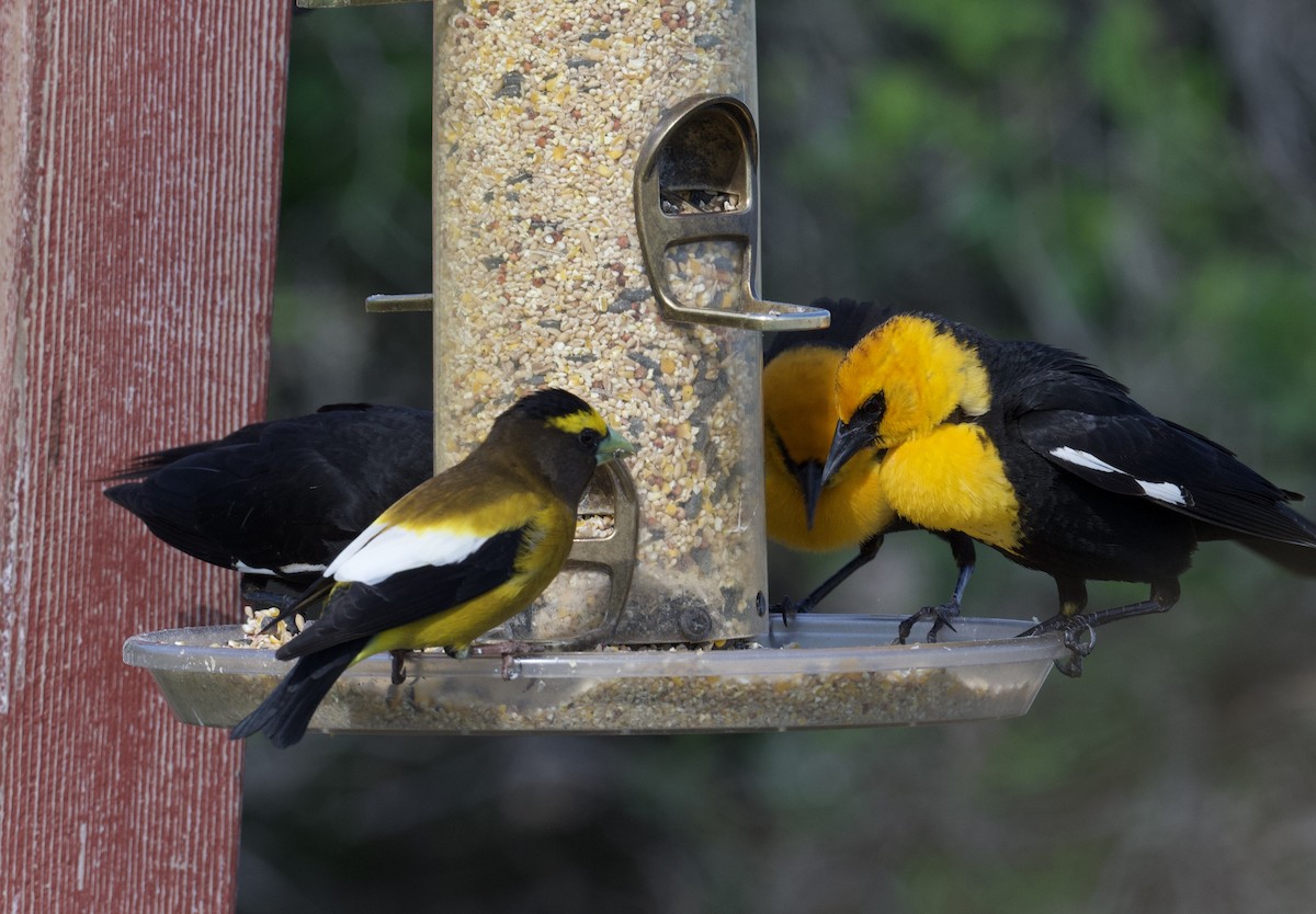 Evening Grosbeak - Tim Johnson