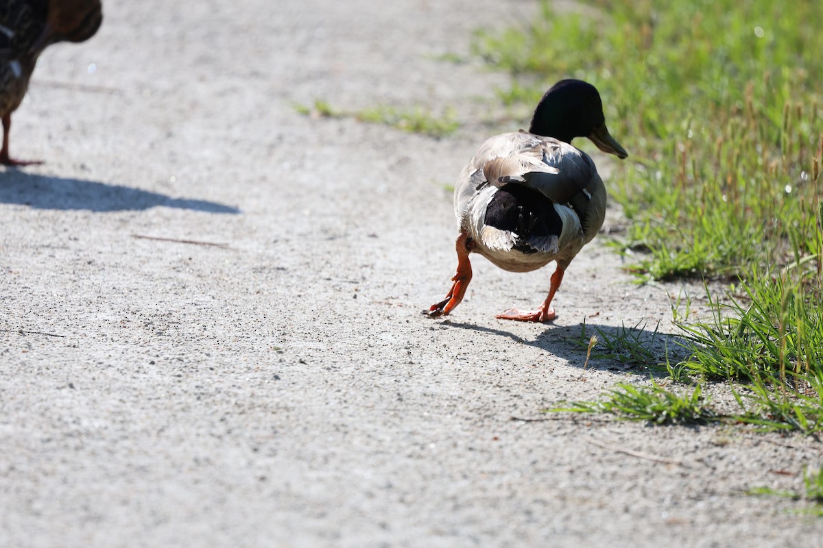 Canard colvert - ML618945021