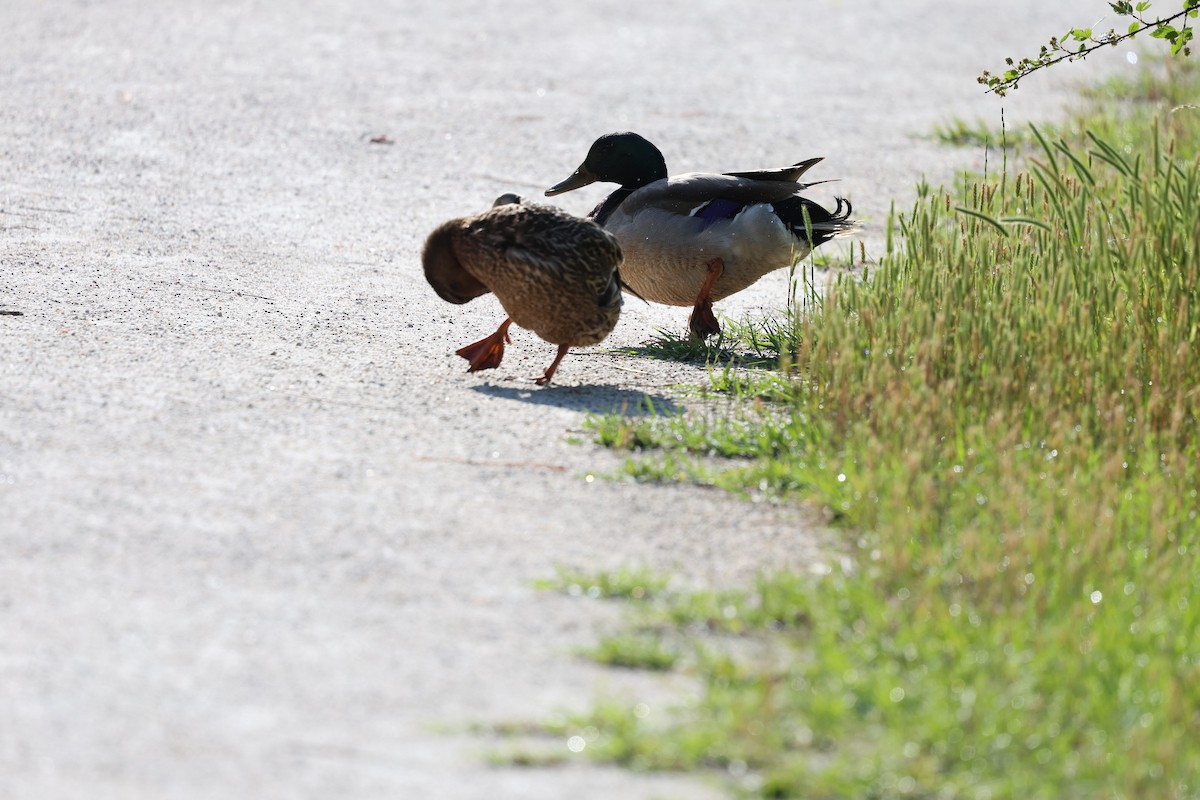 Canard colvert - ML618945022