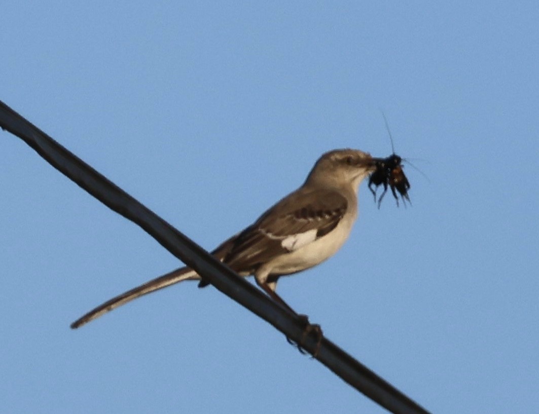 Northern Mockingbird - Tobias Felbeck