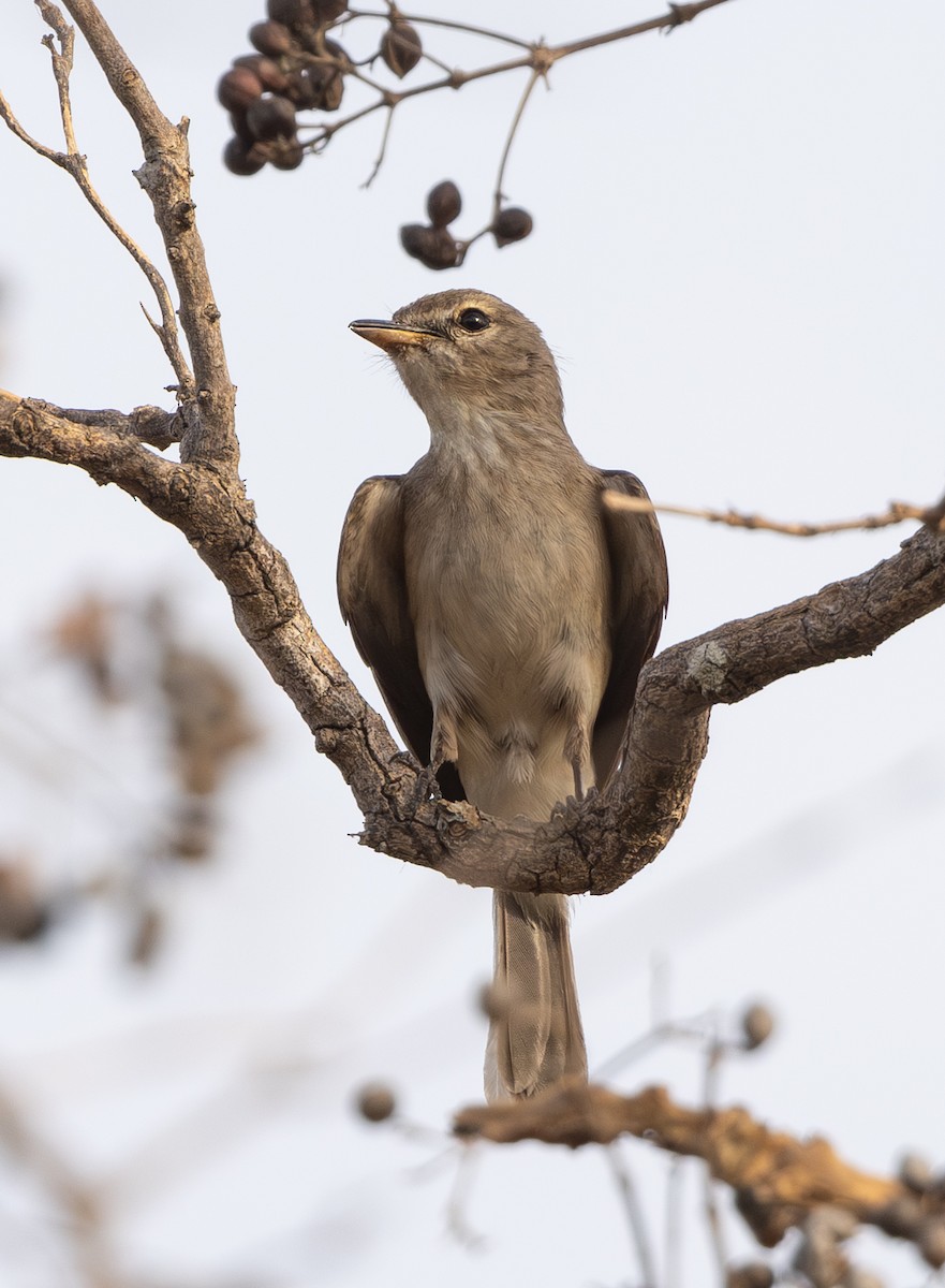 Gambaga Flycatcher - ML618945026