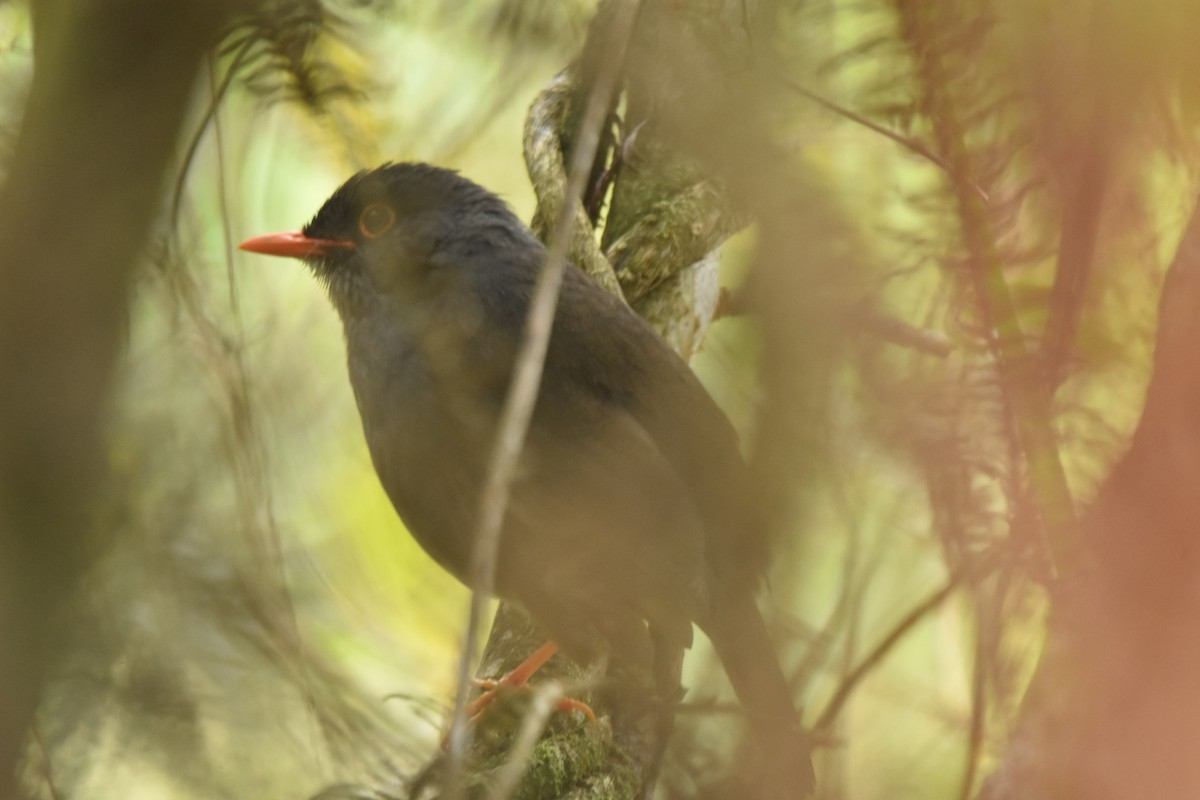 Orange-billed Nightingale-Thrush - Daniel Montoya (@danielmontoya155_)