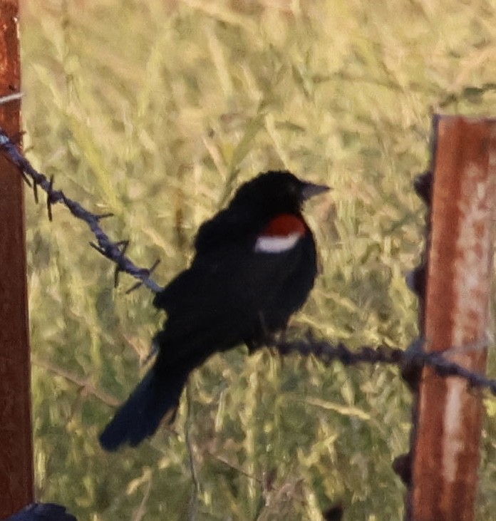 Tricolored Blackbird - Tobias Felbeck