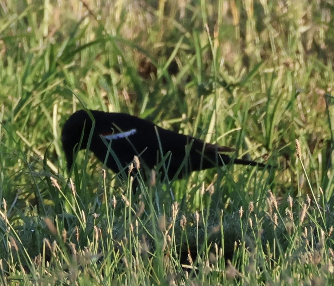 Tricolored Blackbird - Tobias Felbeck