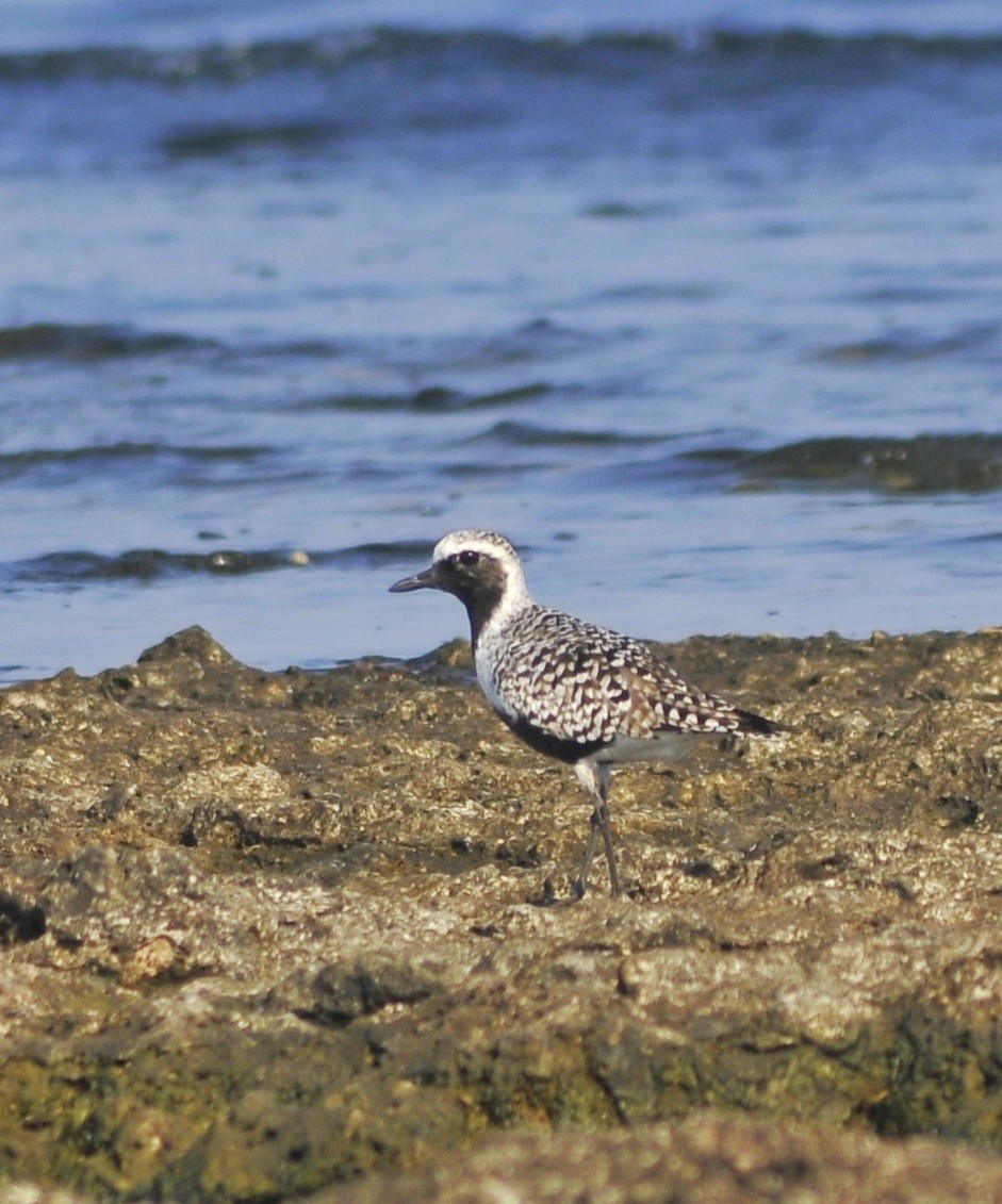 Black-bellied Plover - Delvis Yamila Sáez Hernández