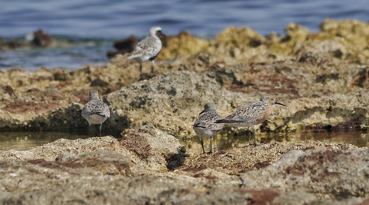 Black-bellied Plover - Delvis Yamila Sáez Hernández