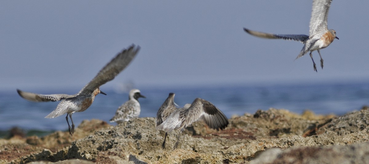 Black-bellied Plover - Delvis Yamila Sáez Hernández