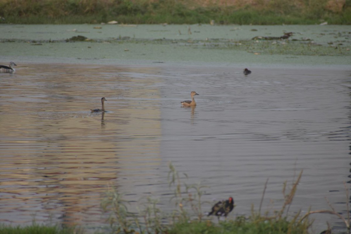 Little Grebe - Adv.Anupam Kumar