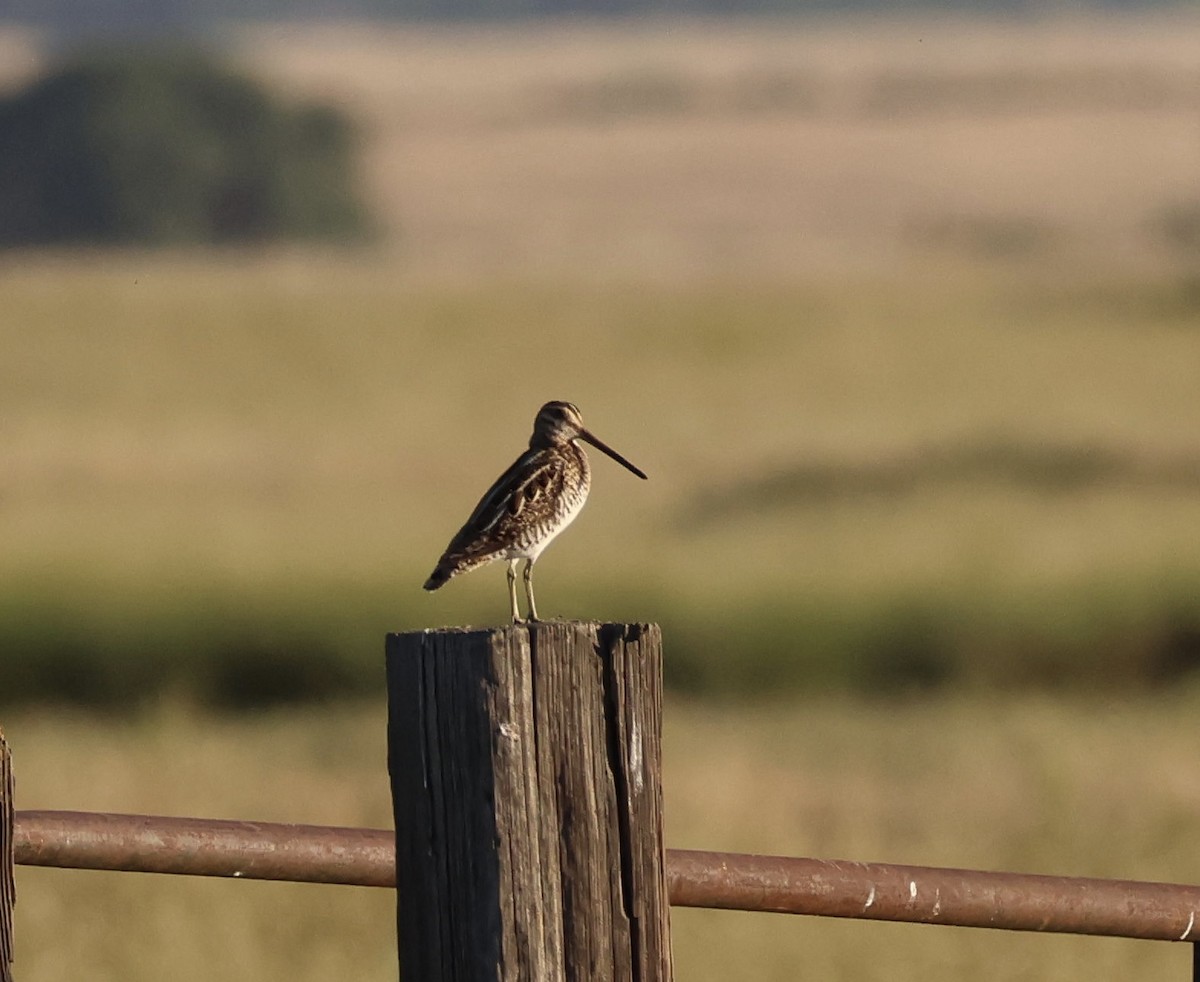 Wilson's Snipe - ML618945088