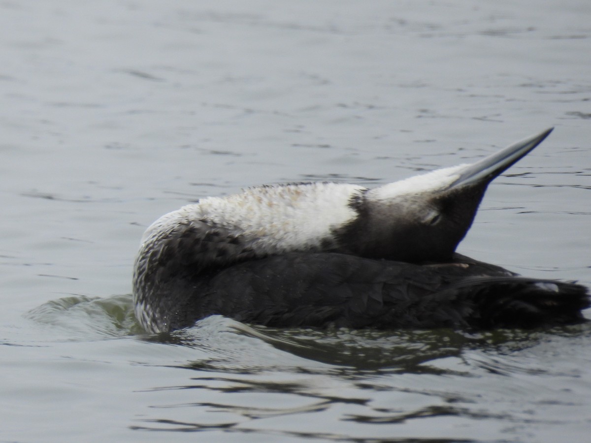 Pacific Loon - ML618945091