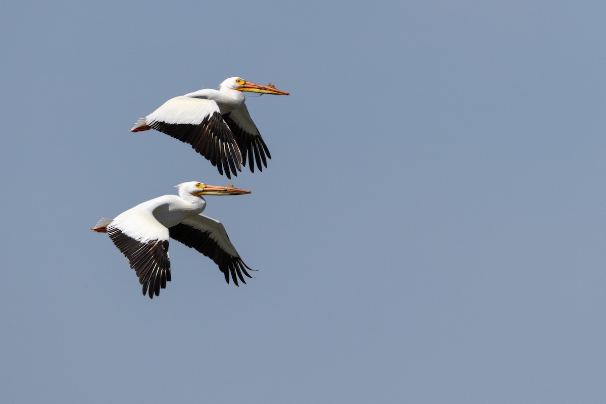 American White Pelican - Rain Saulnier