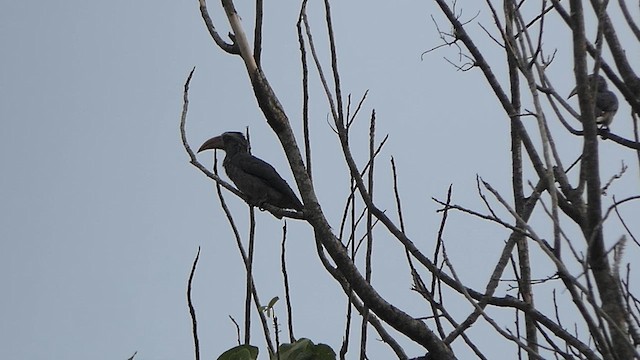 Cálao Gris Malabar - ML618945137