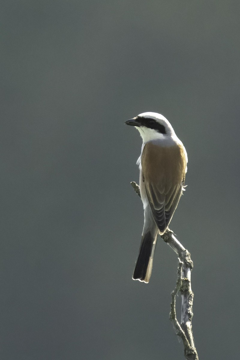 Red-backed Shrike - ML618945141