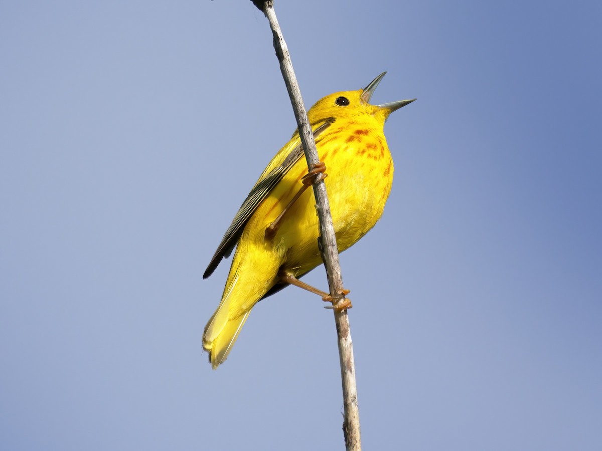 Yellow Warbler - Charlie Arp