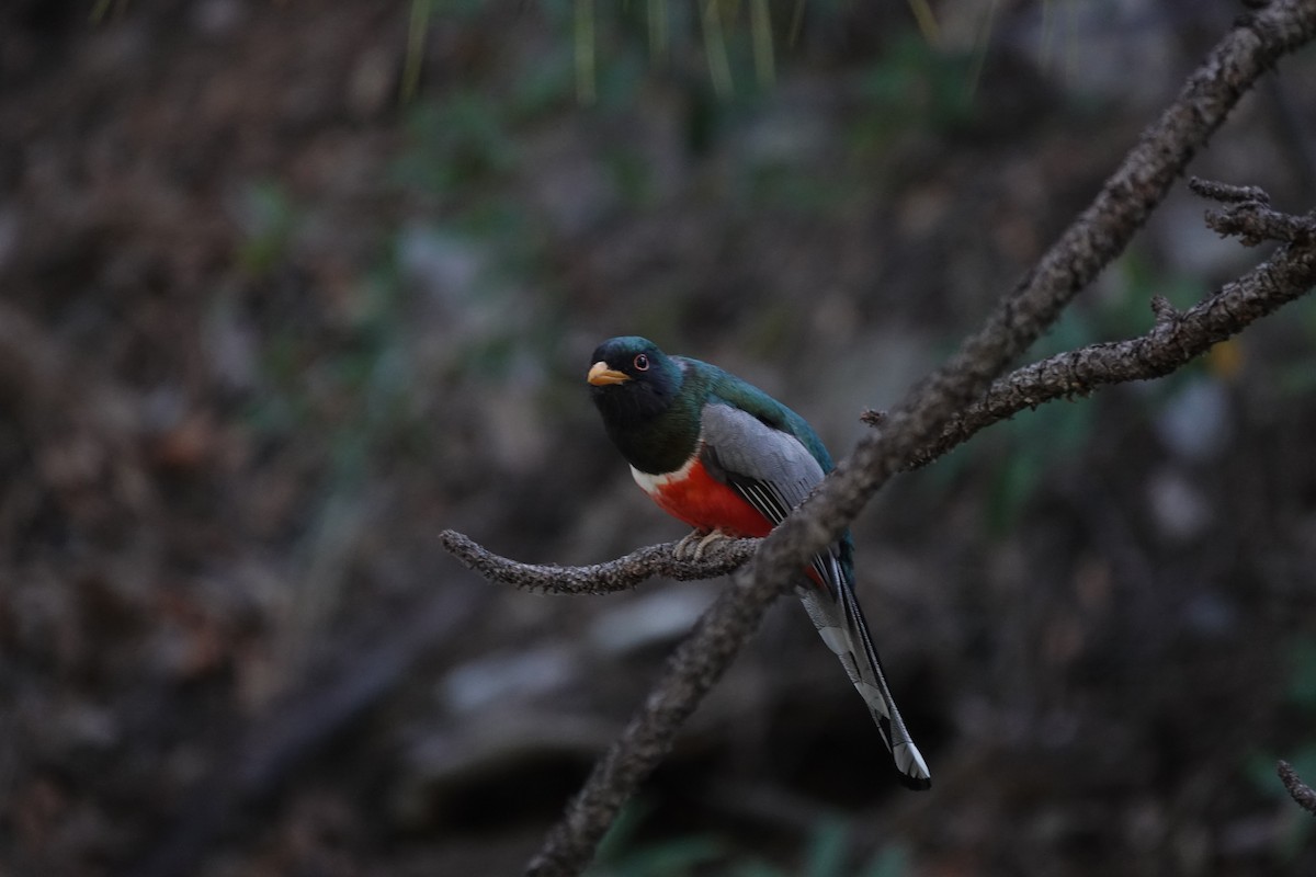 Elegant Trogon - Andy Nettell